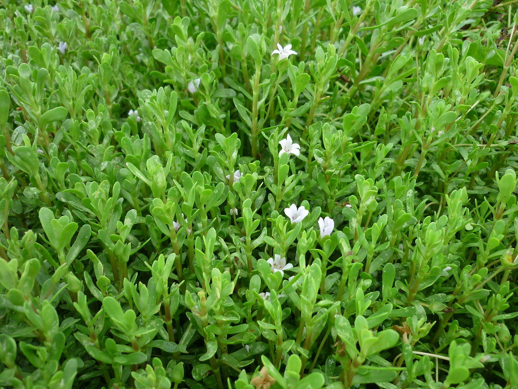 Plant Sterols and Stanols (image credits: flickr)