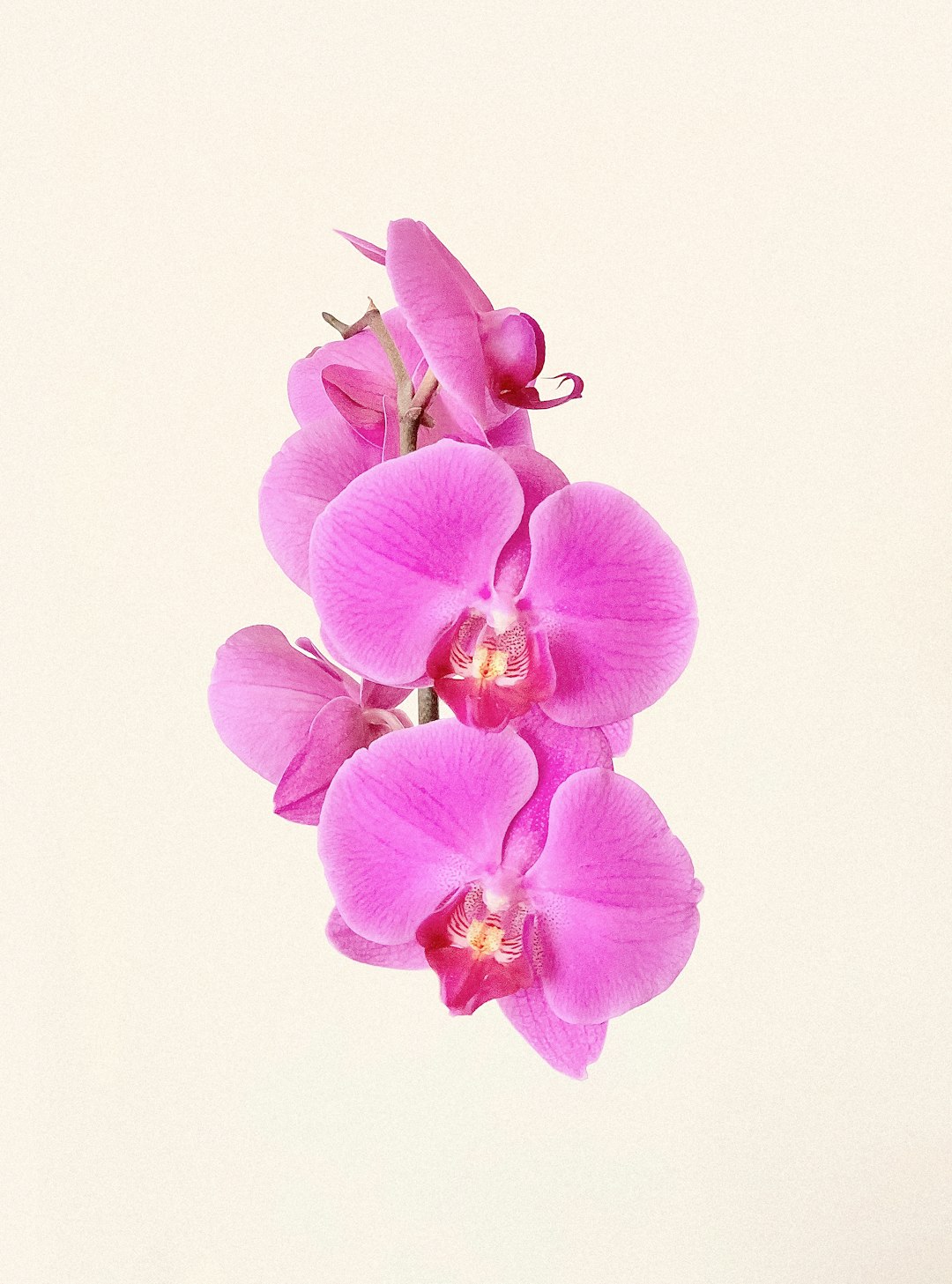 From Ancient Orchids to American Kitchens (image credits: unsplash)