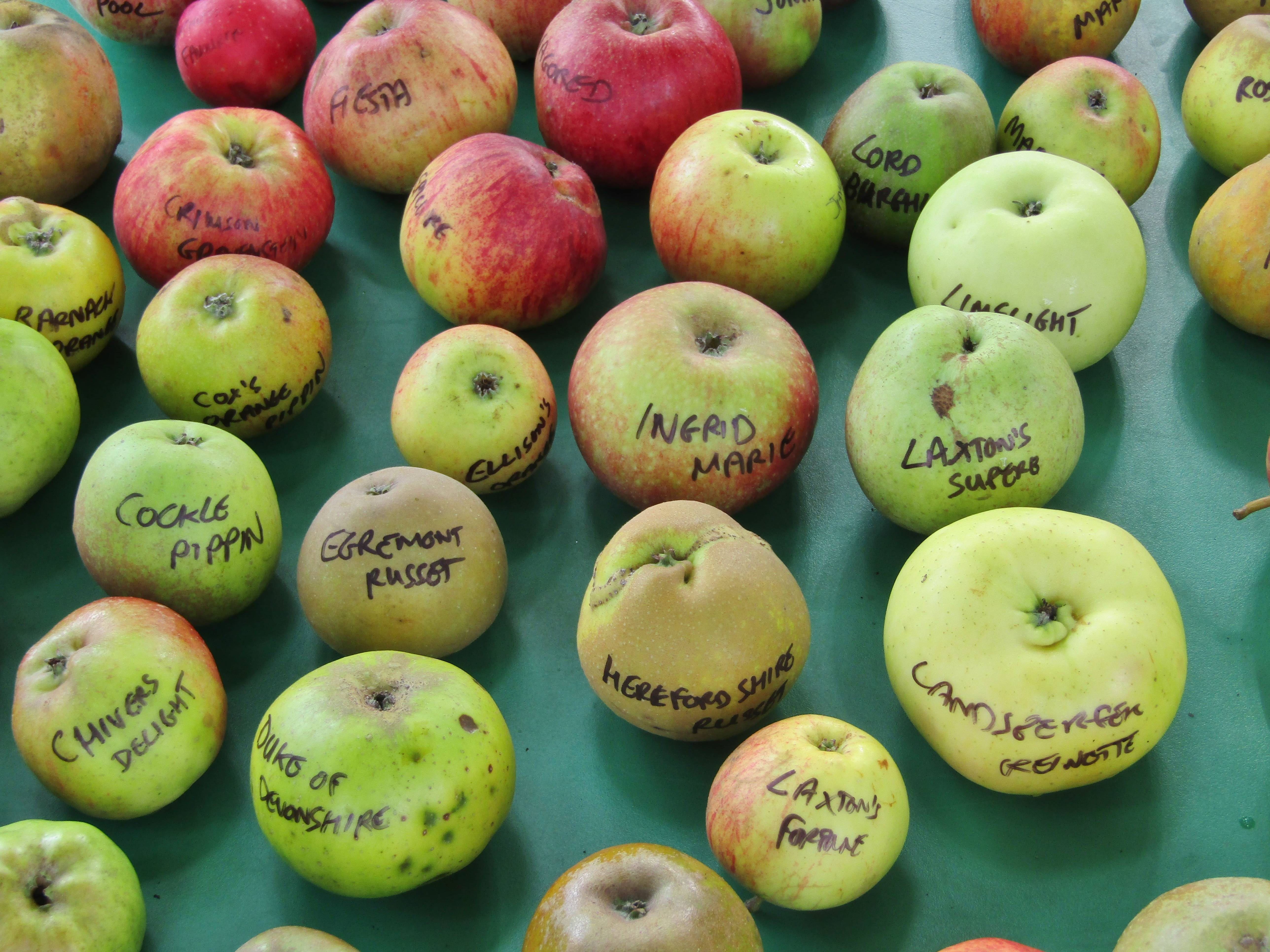 Apples: The Everyday Fruit With a Sugar Secret (image credits: wikimedia)