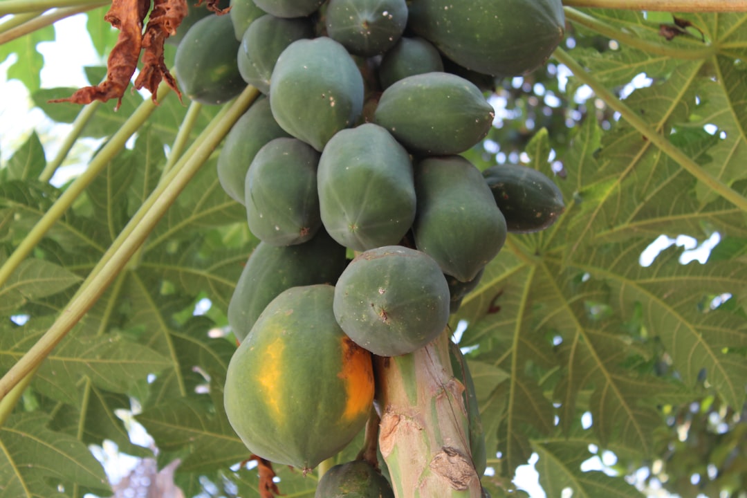 Papaya - The Tropical Vision Booster (image credits: unsplash)