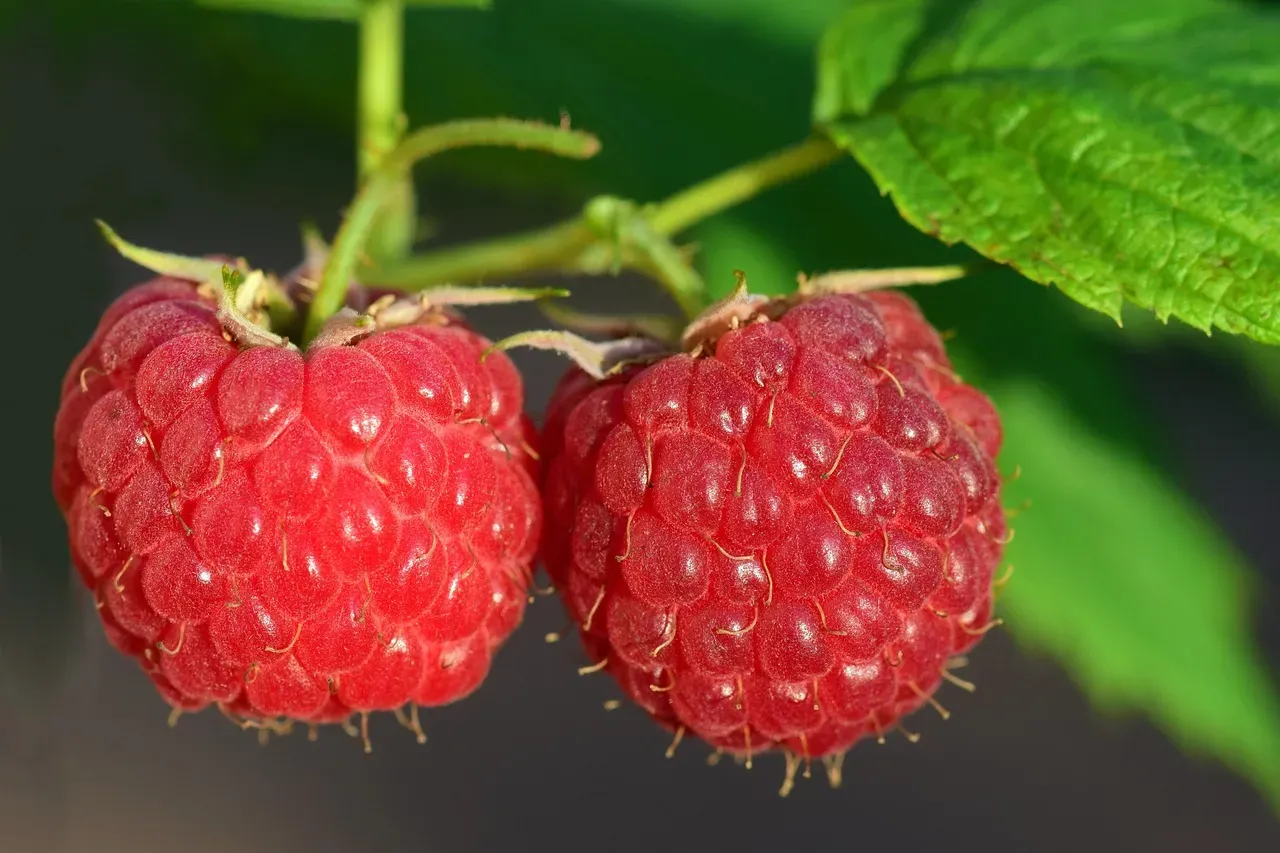 Red Raspberries: A Unique Antioxidant Profile (Image Credits: Pixabay)