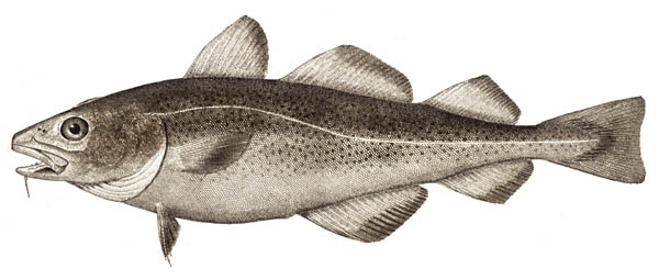 Atlantic Cod: The Overfished Imposter (image credits: wikimedia)