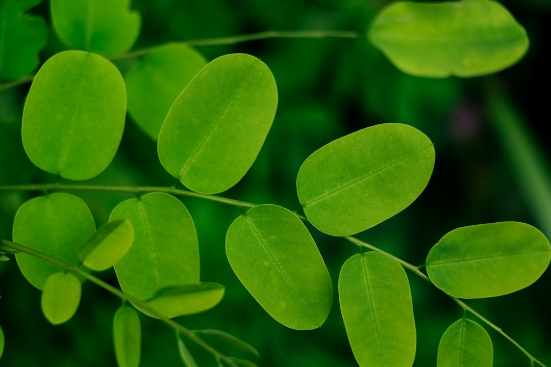 Nutritional Benefits of Moringa (image credits: unsplash)