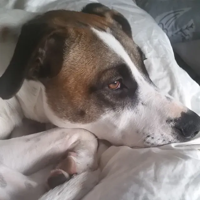 3. Xylitol: The Silent Sweetener That's Everywhere (Image Credits: Flickr)