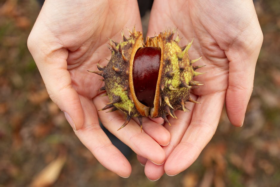 Chestnuts (image credits: pexels)