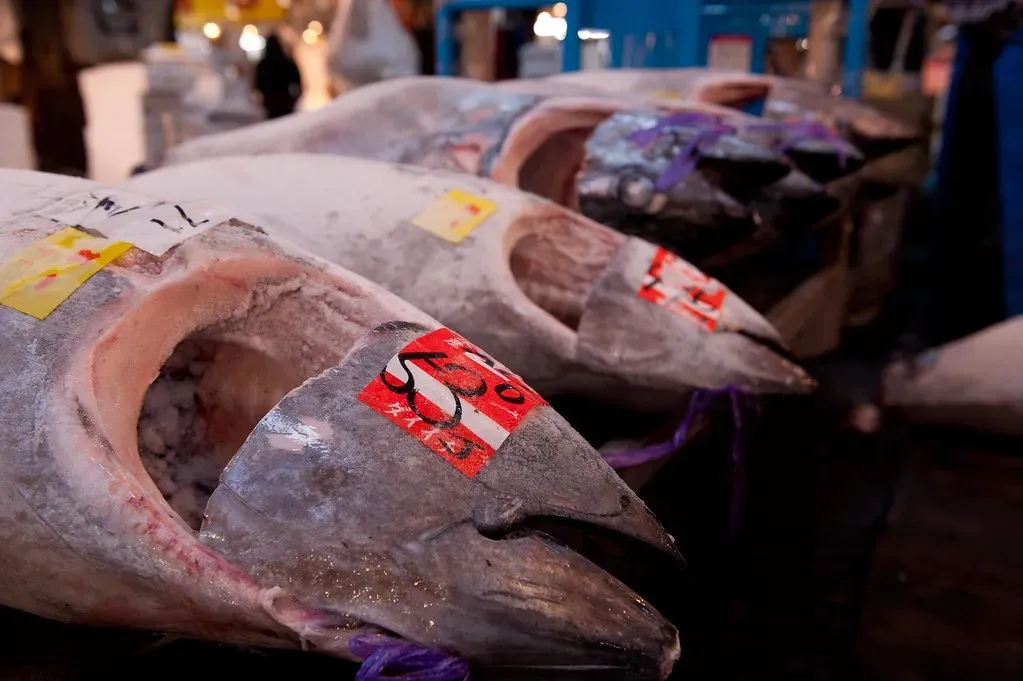 Bluefin Tuna: The Fish That Breaks Auction Records (skinnydiver, Flickr, CC BY-SA 2.0)