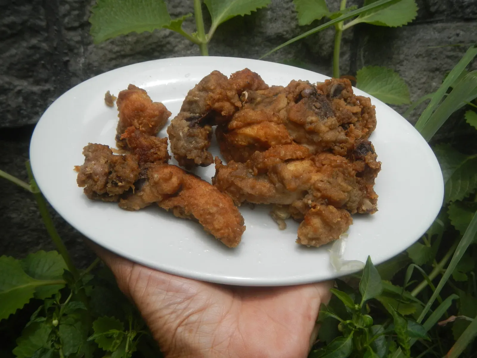 Chicken: Protein Breakdown and Bacterial Risks (Image Credits: Wikimedia)