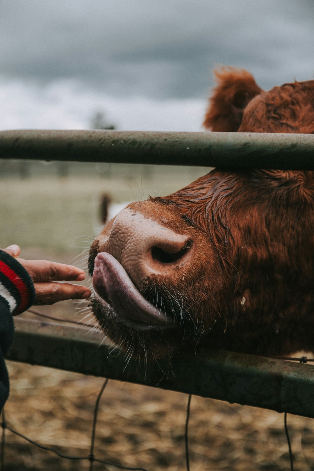 Animal Welfare Concerns (image credits: unsplash)