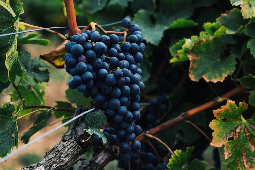 Grapes (Red & Purple): Sweet Little Shields (image credits: unsplash)