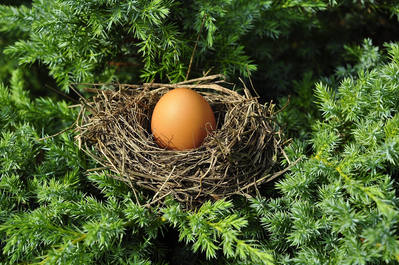 Organic Eggs (image credits: pixabay)