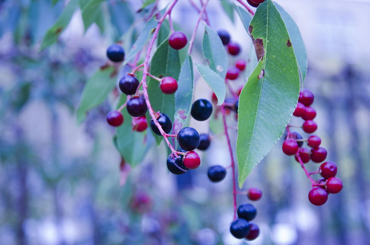 The Allure of Montana Huckleberries (image credits: pixabay)