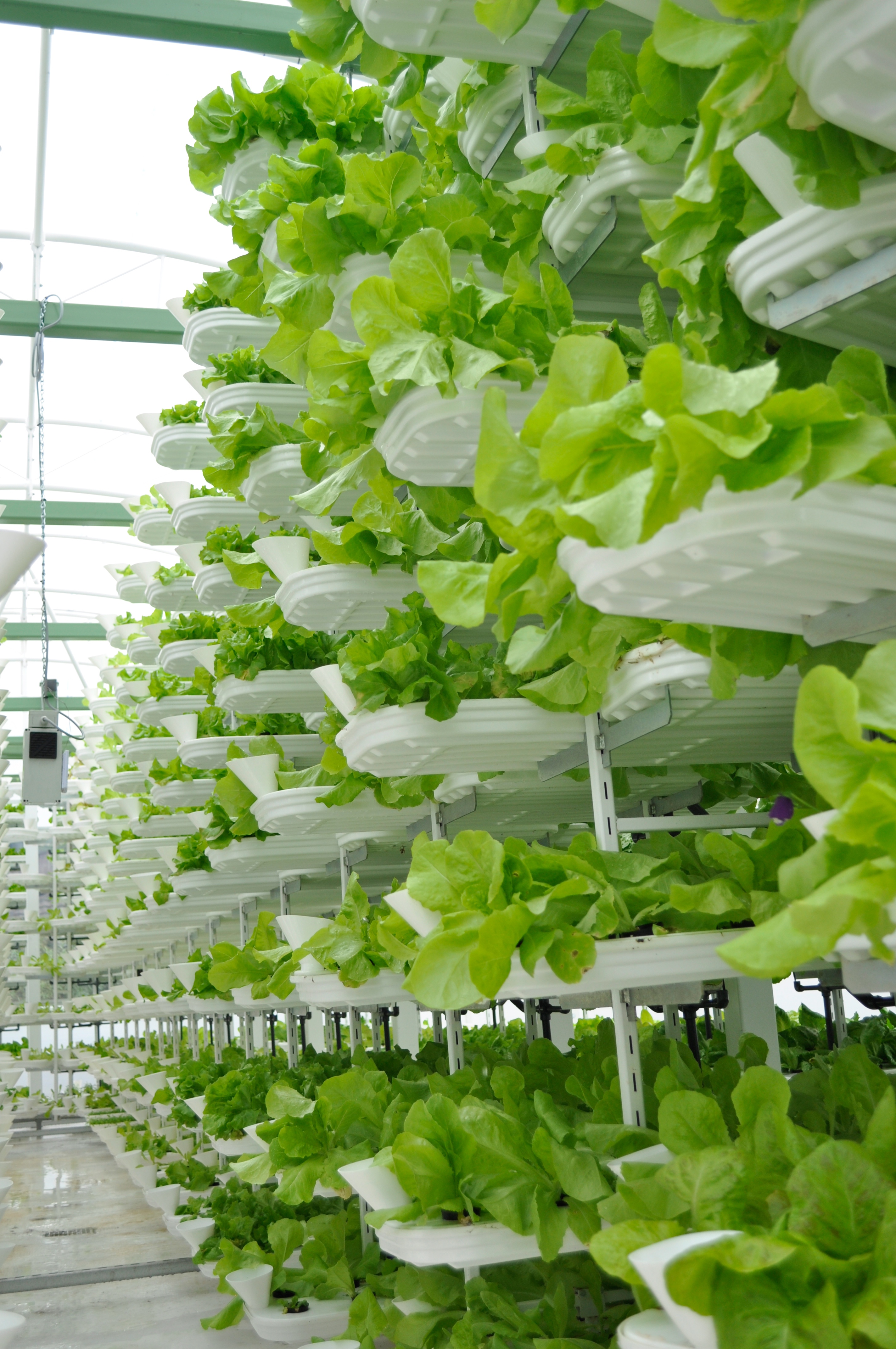 Success Stories: Vertical Farms Leading the Way (image credits: wikimedia)