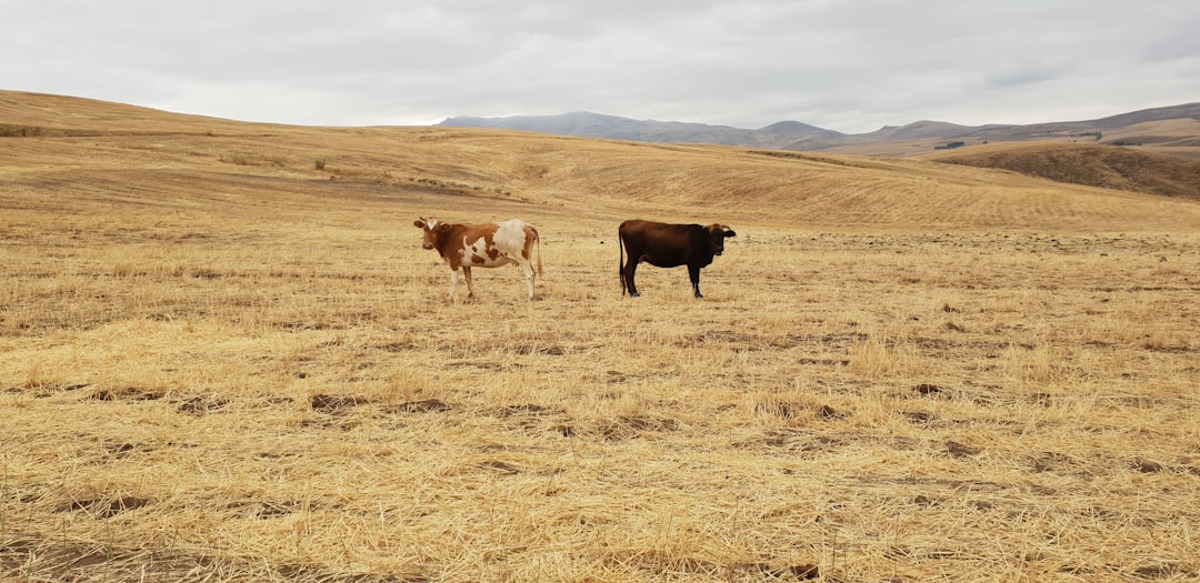 Long-Term Challenges For Ranchers (Image Credits: Unsplash)