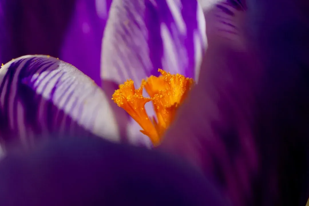 The Economics of Adulteration and Fraud (Image Credits: Unsplash)