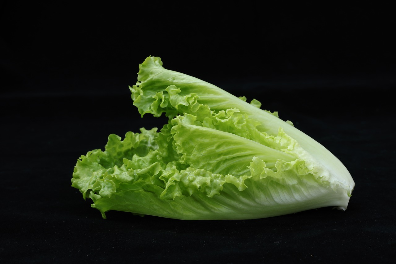 Romaine Rises Above Regular Lettuce (image credits: pixabay)
