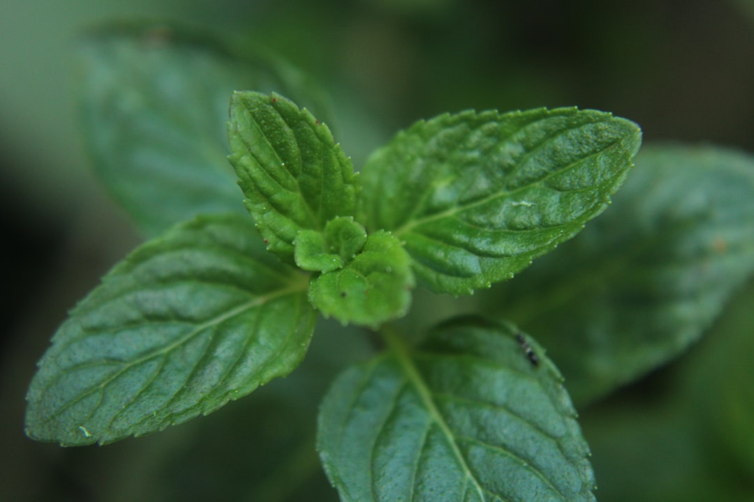 Mint: Ancient Freshness for Body and Mind (image credits: unsplash)