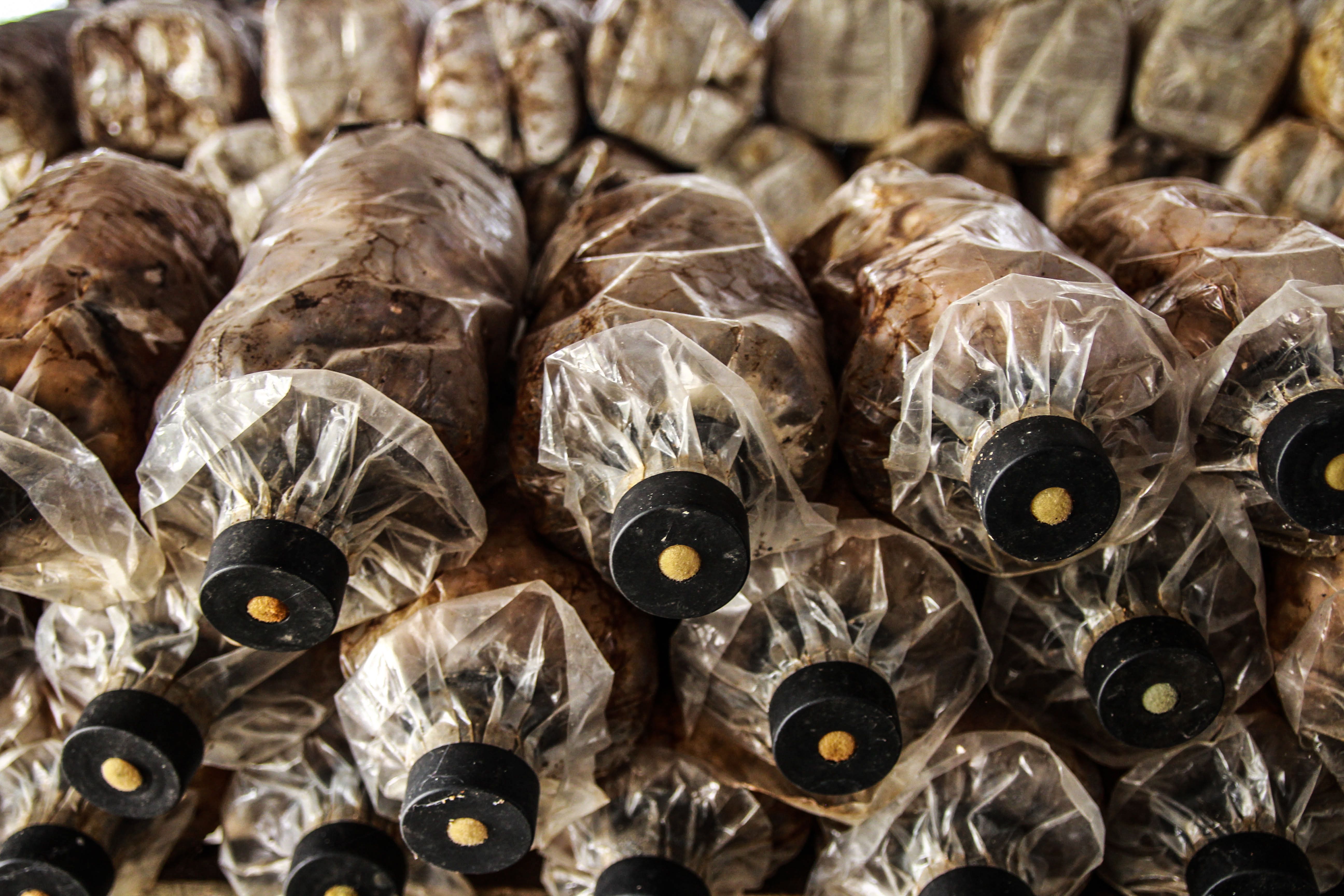 The Future of the Mushroom Economy (image credits: wikimedia)