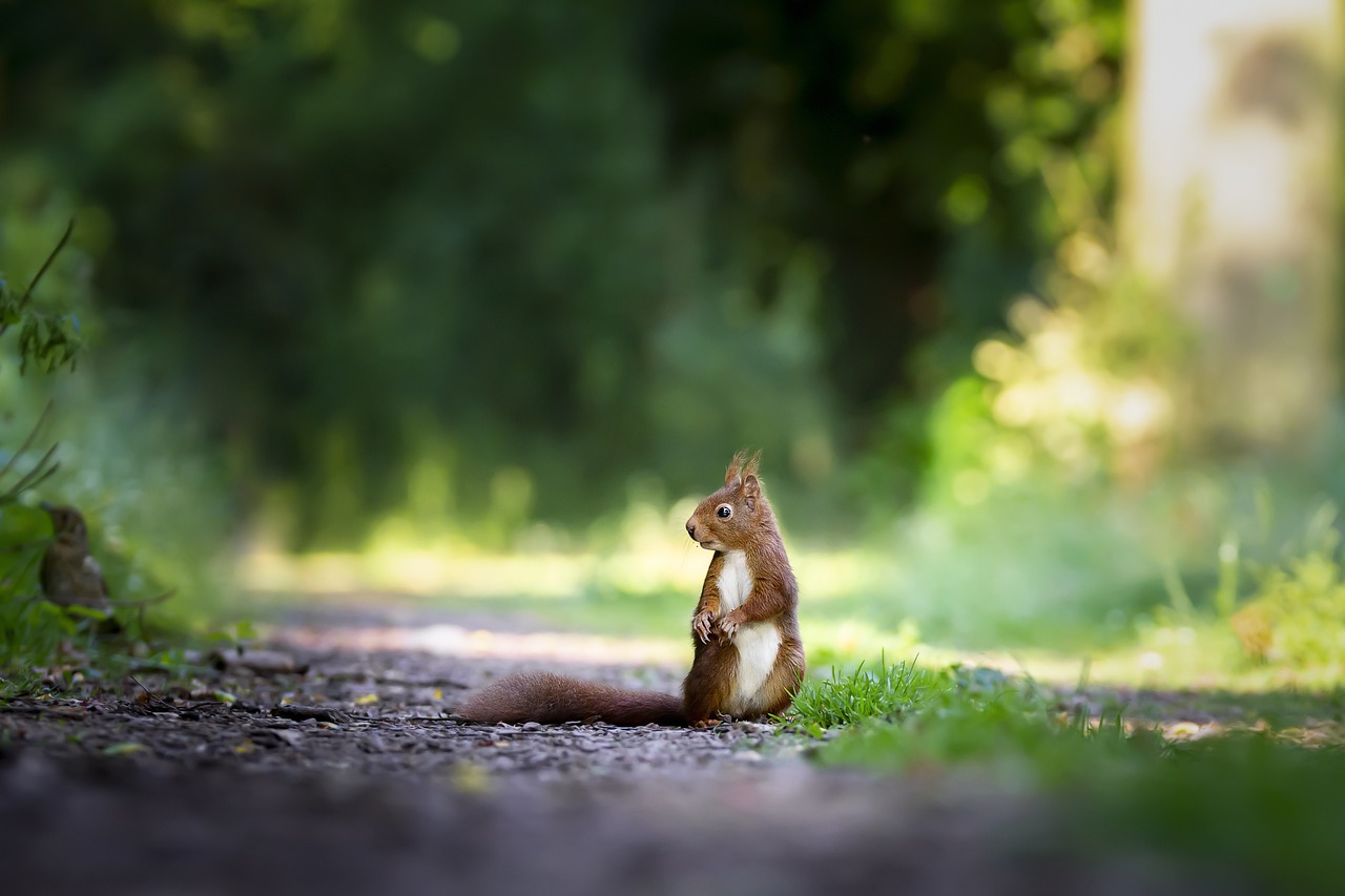 Connecting with Nature (image credits: pixabay)