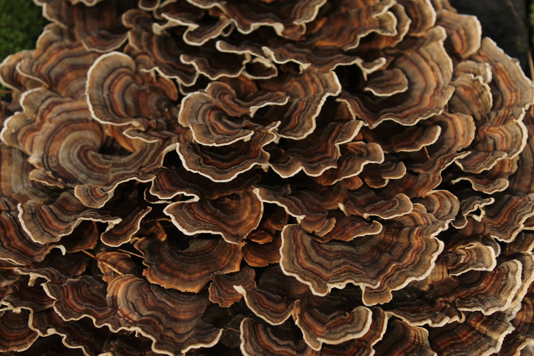 Turkey Tail - The Cancer Fighter (image credits: unsplash)
