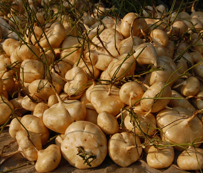 Jicama: Crunchy Prebiotic Power (image credits: wikimedia)
