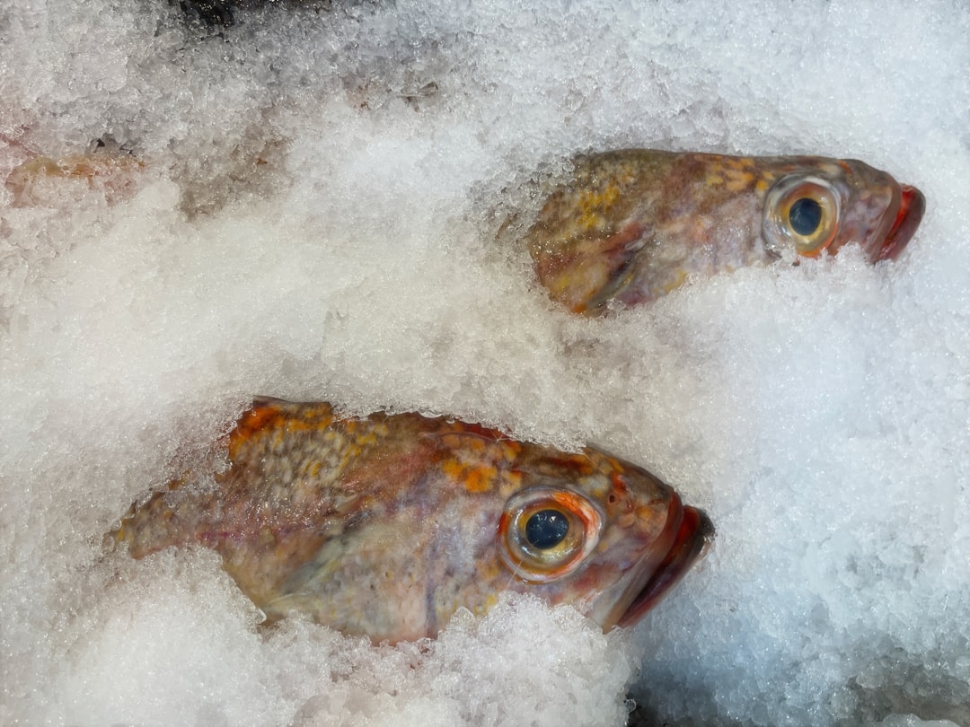 Fish That Smells Fishy Even While Frozen (image credits: unsplash)