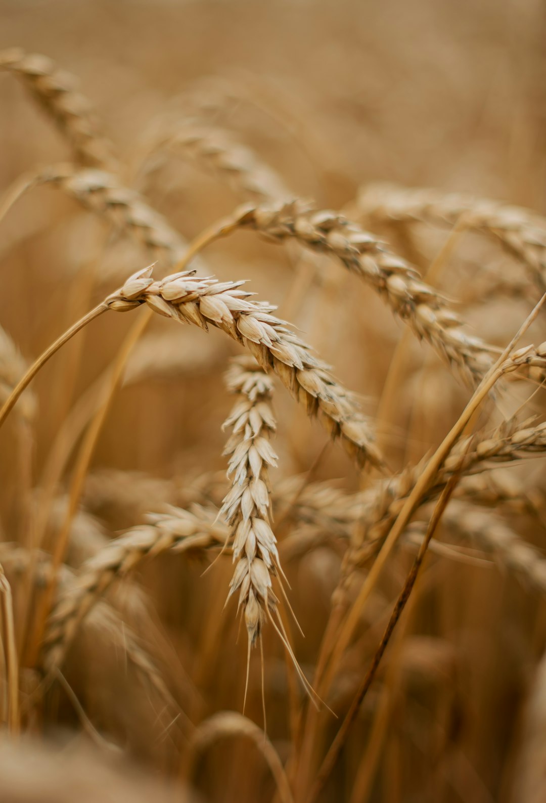 Kamut: Ancient Egypt's Golden Grain (image credits: unsplash)
