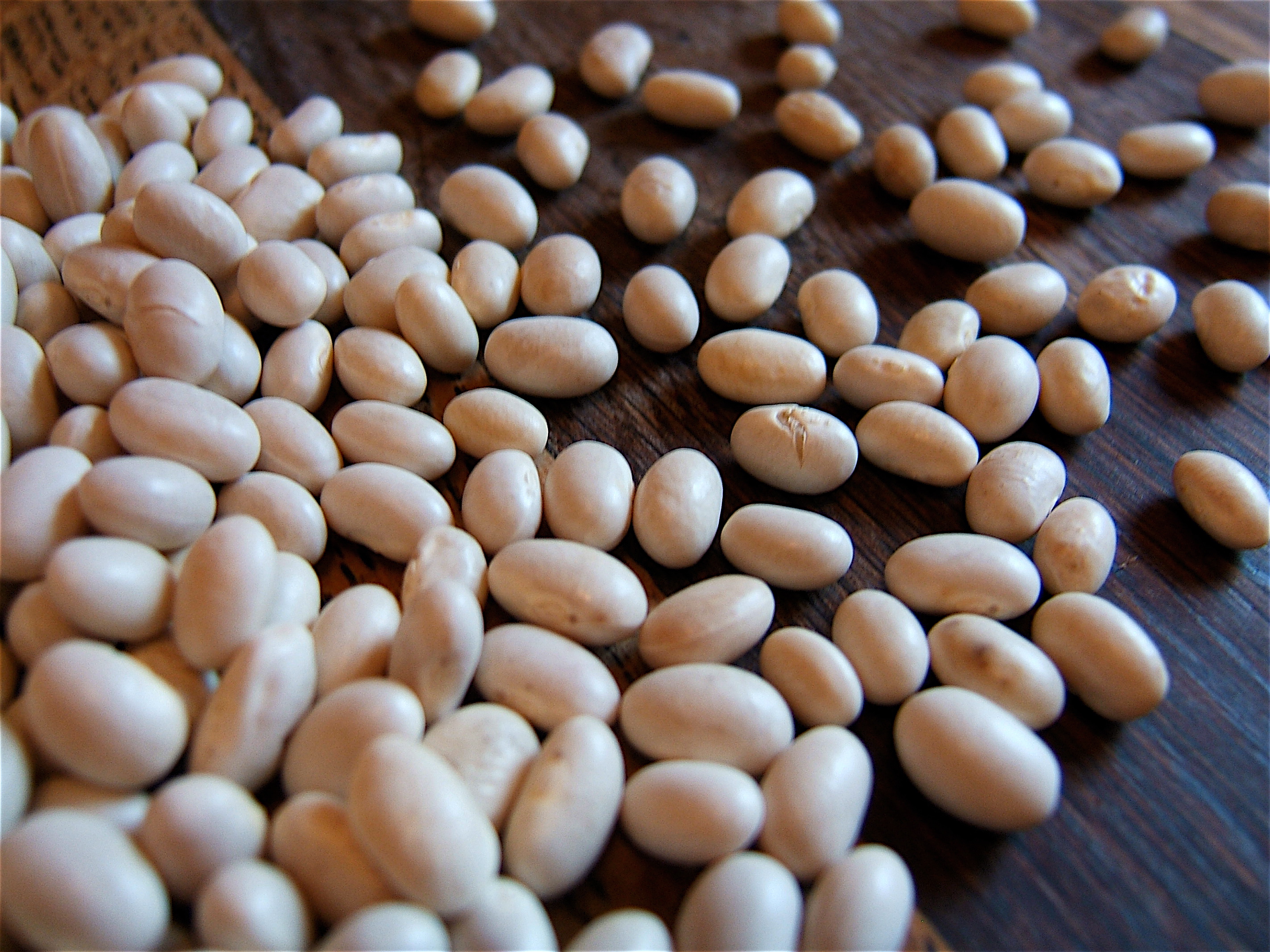 Navy Beans: The Heart Health Champion (image credits: wikimedia)