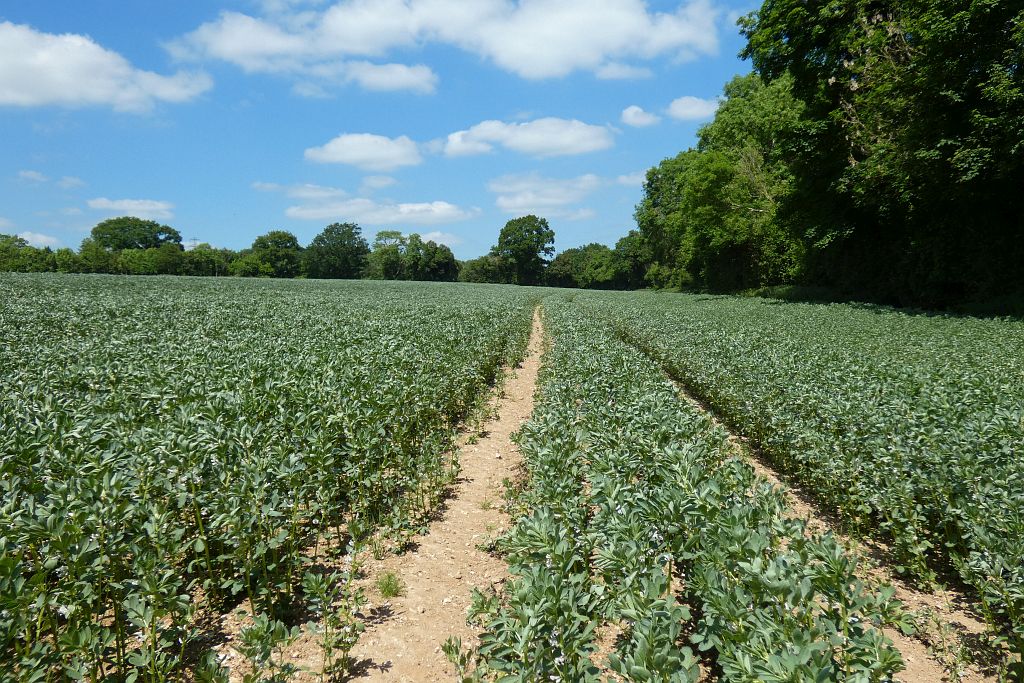 Biodiversity Trade-Offs: Not Always What You Expect (image credits: wikimedia)