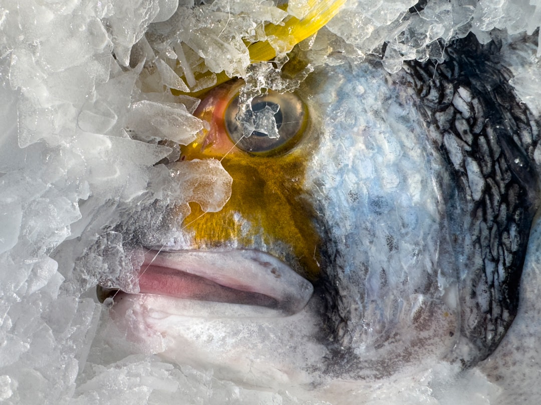 Buying Poor Quality Frozen Fish (image credits: unsplash)