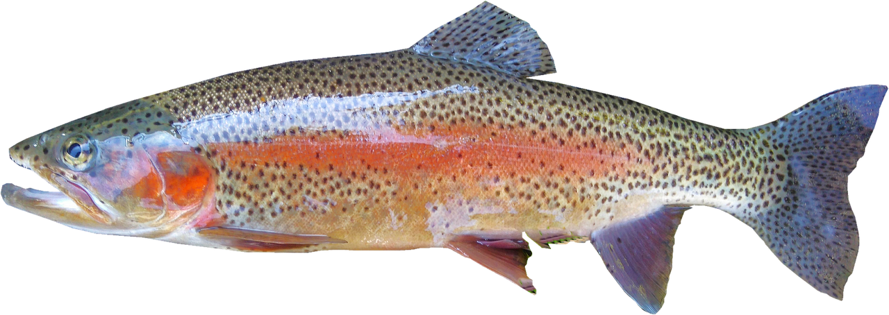 Rainbow Trout Surprises with Complete Nutrition (image credits: pixabay)