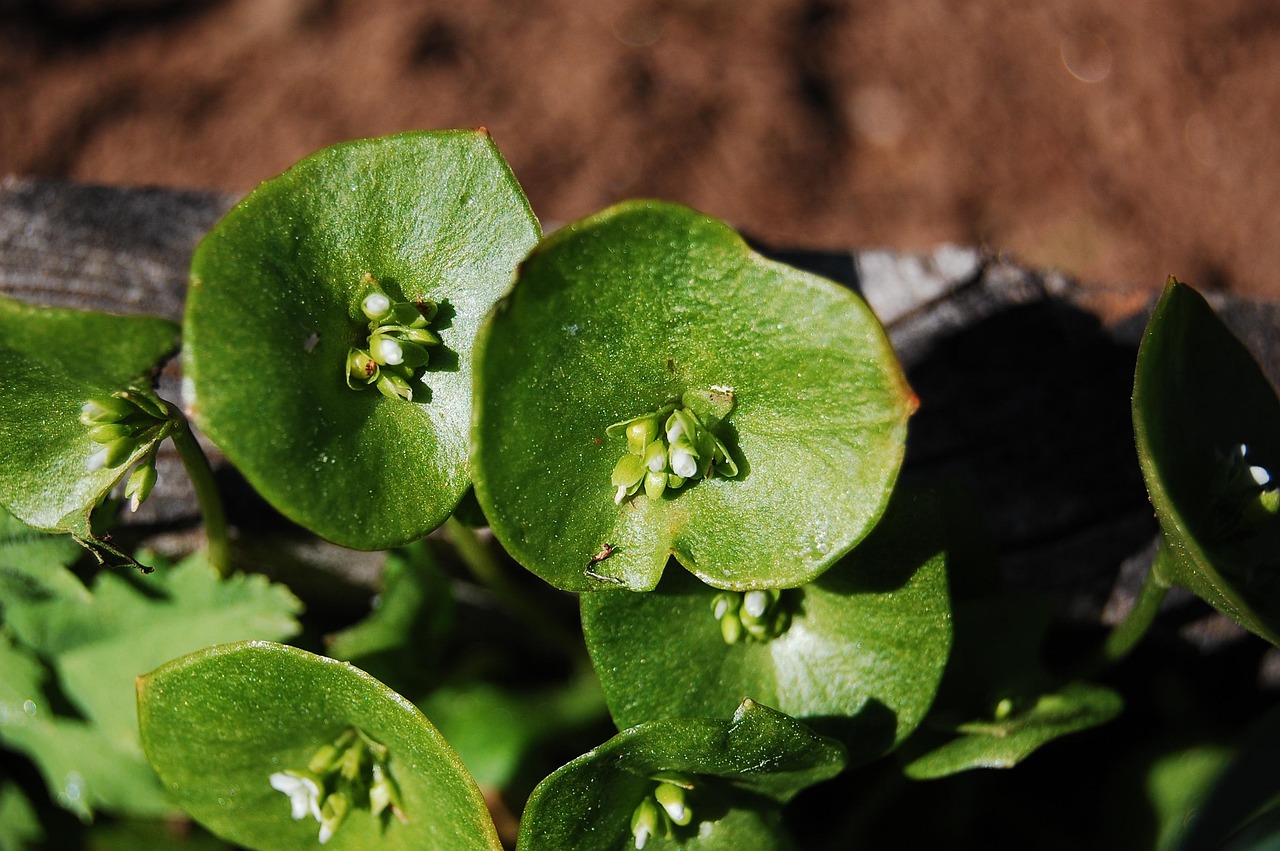 Miner's Lettuce: California Gold Rush Green Goes Gourmet (image credits: pixabay)