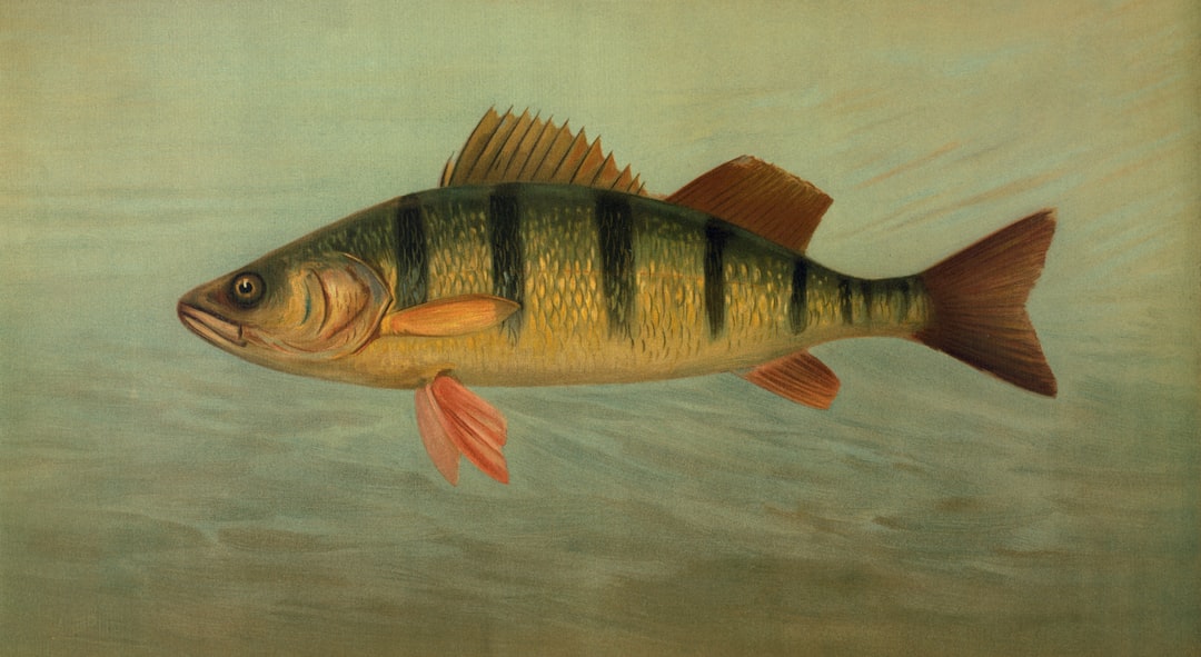 Smallmouth Bass - The Fighting Family Fish (image credits: unsplash)