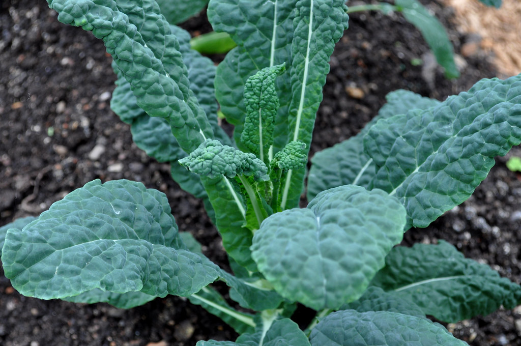 Kale: The Dark Green Champion of Vitamin Powerhouses (image credits: flickr)