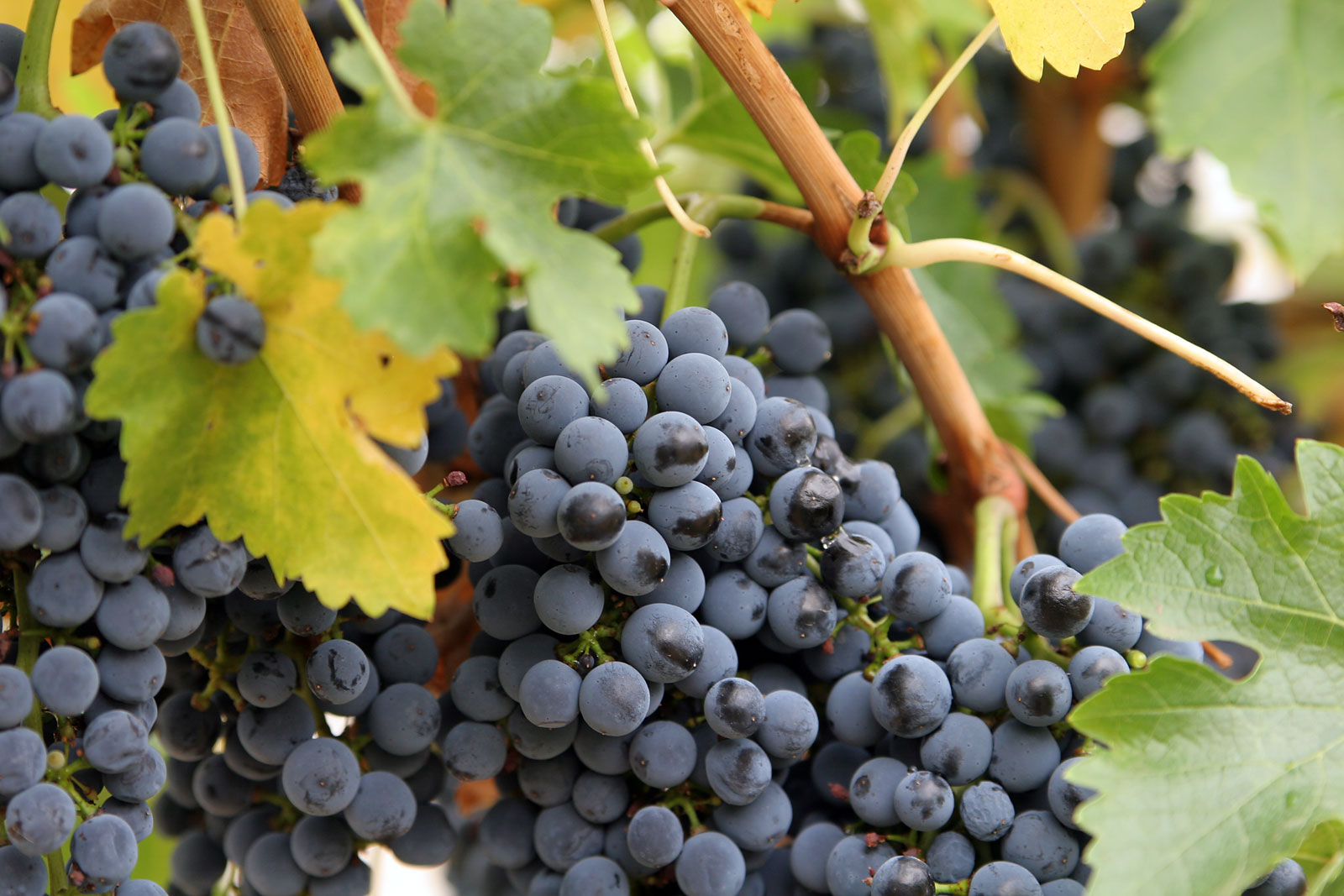 Grapes (image credits: wikimedia)