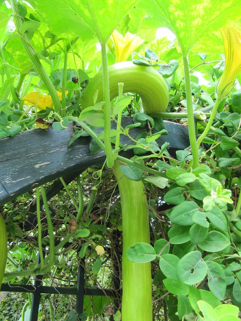 Sagittarius: Tromboncino Squash (Image Credits: Flickr)
