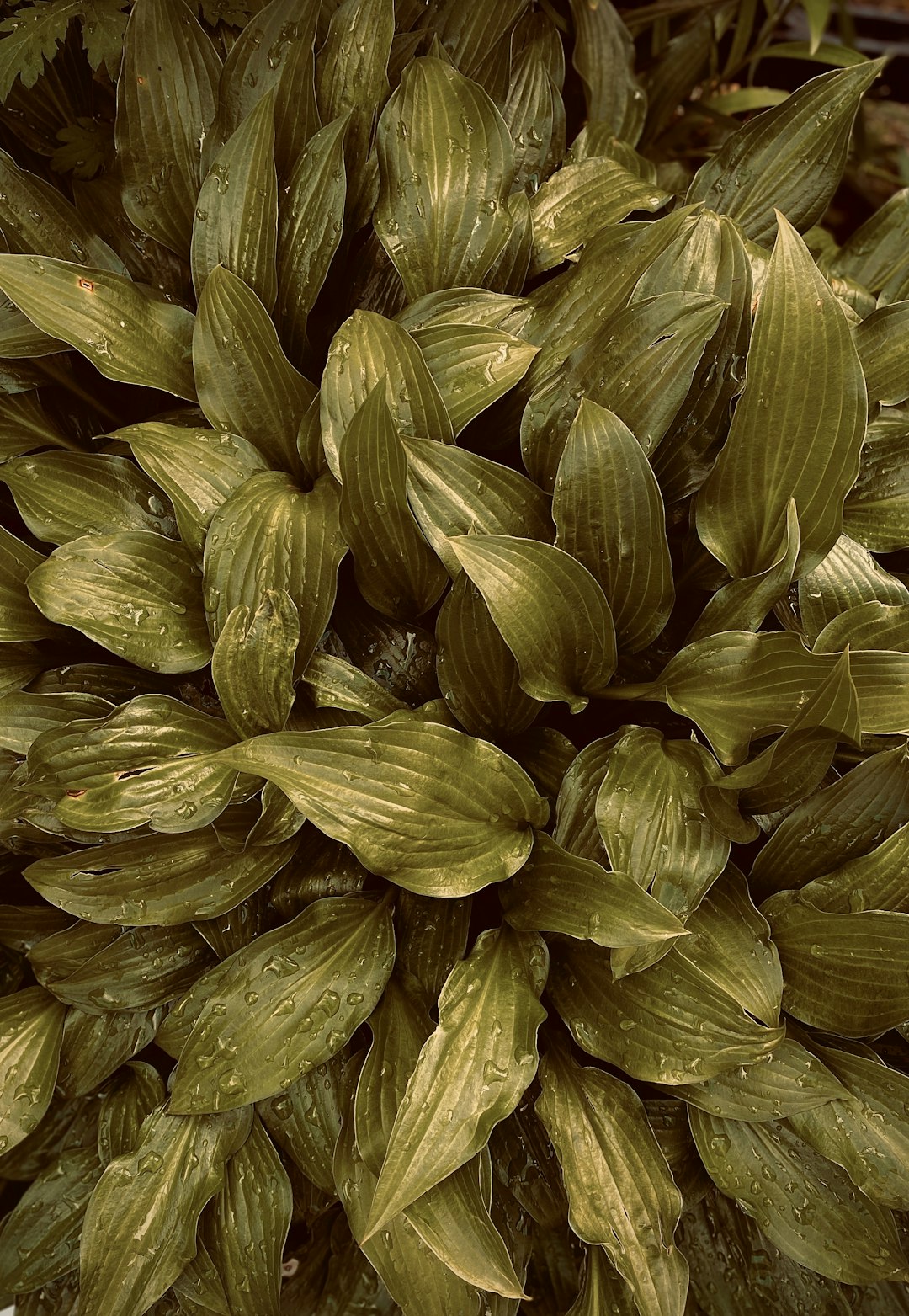 Fennel Seeds and the Hormone Gamble (image credits: unsplash)