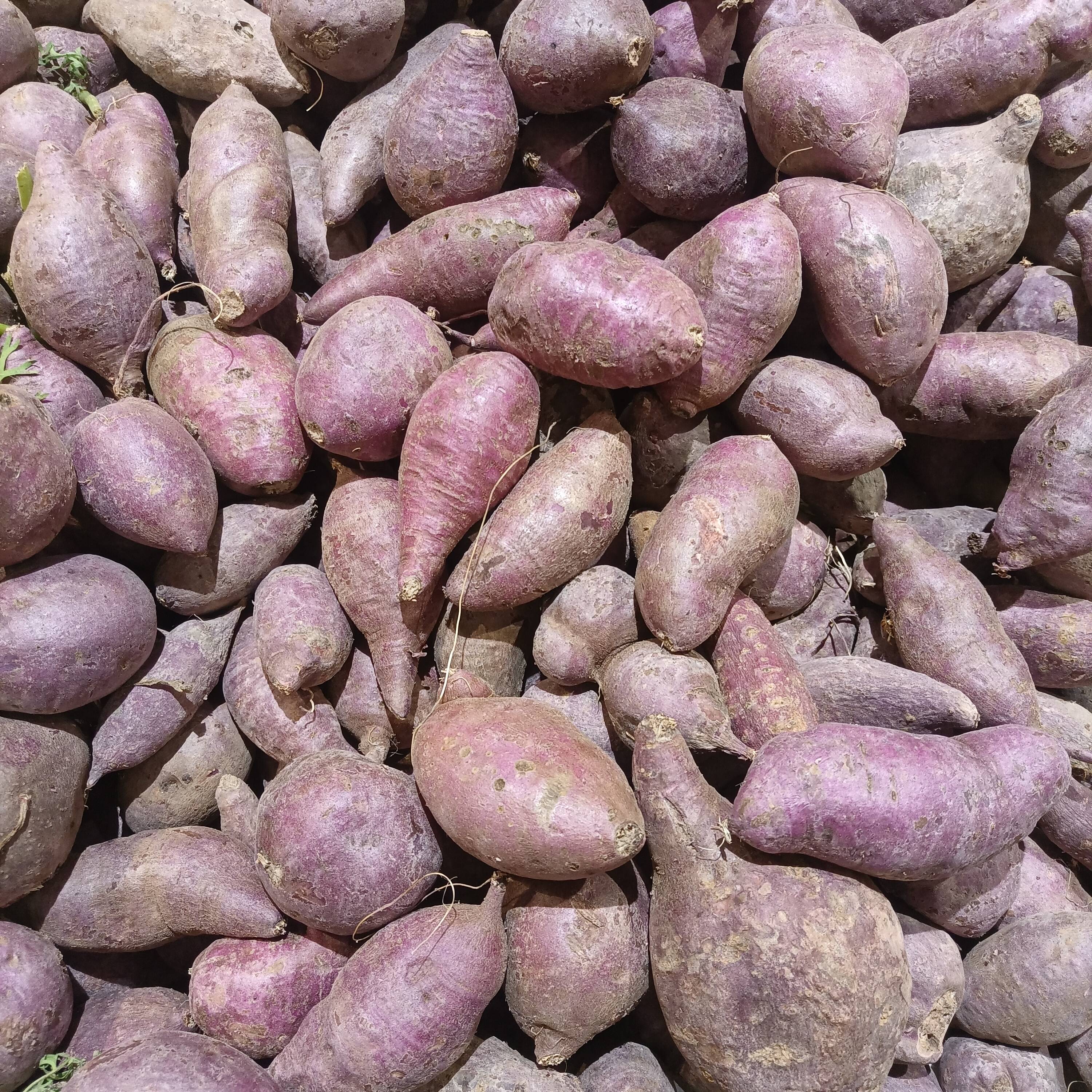 Purple Sweet Potatoes (image credits: wikimedia)