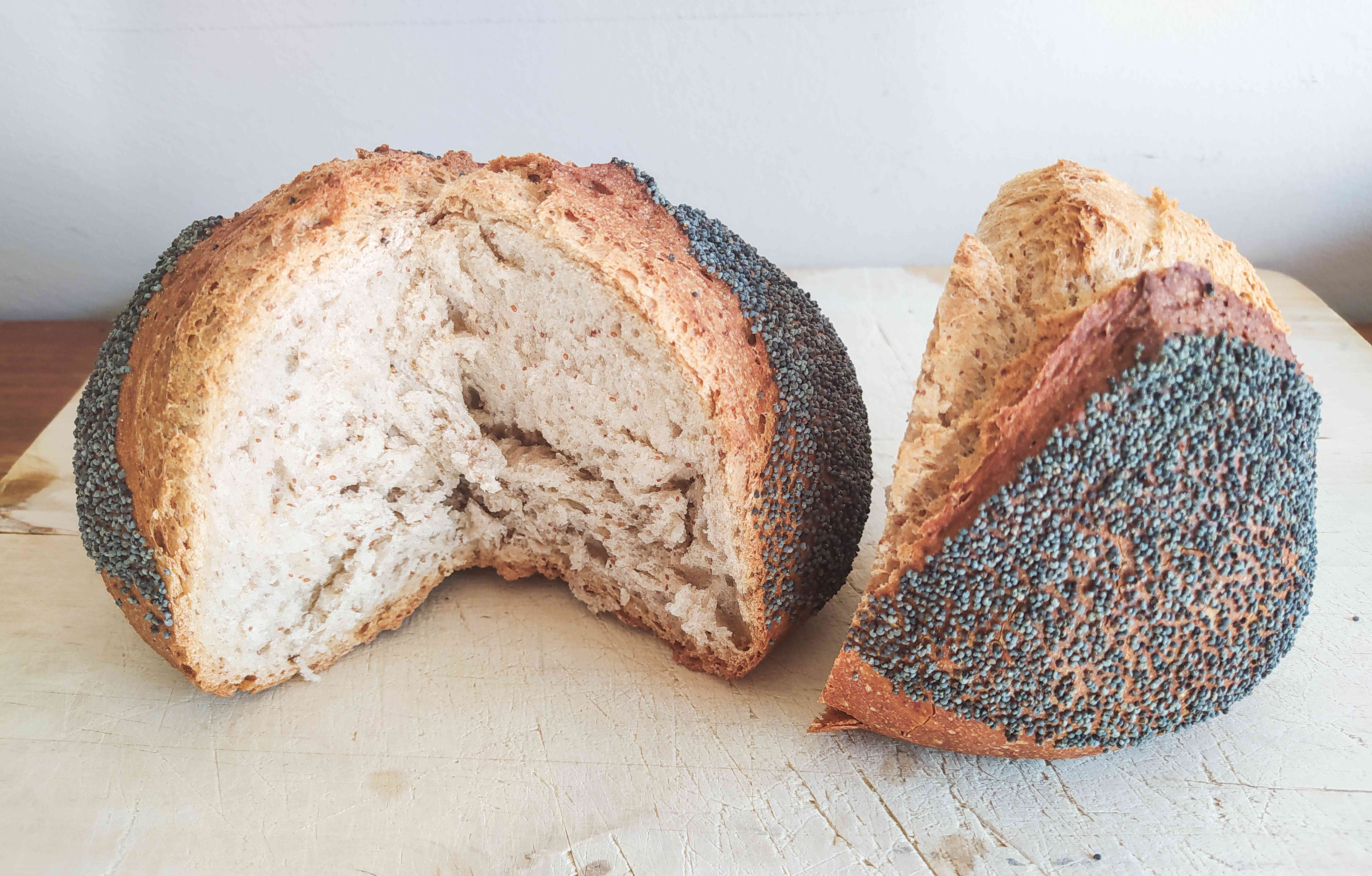 Ancient Grains: Teff (image credits: wikimedia)