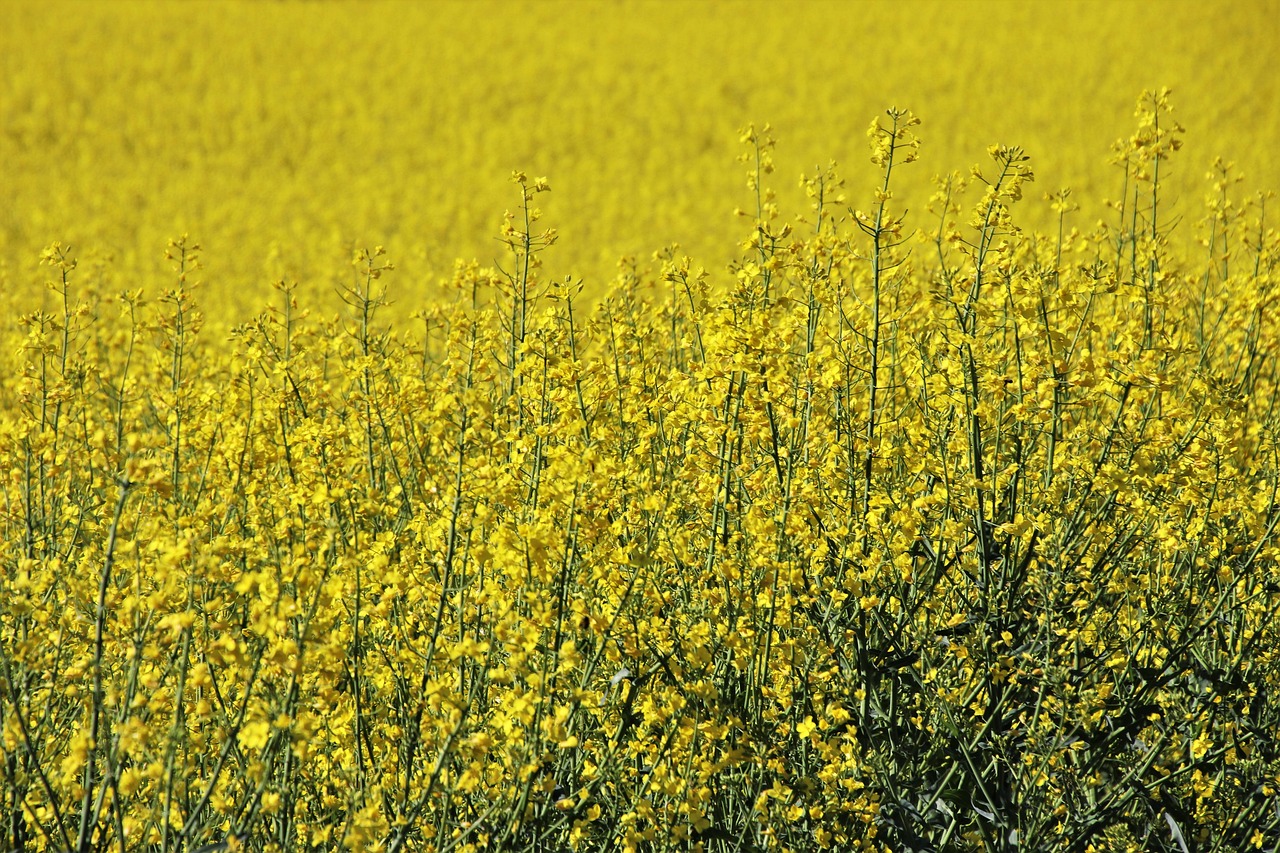 3. Canola Oil: The Hidden Dangers (image credits: pixabay)