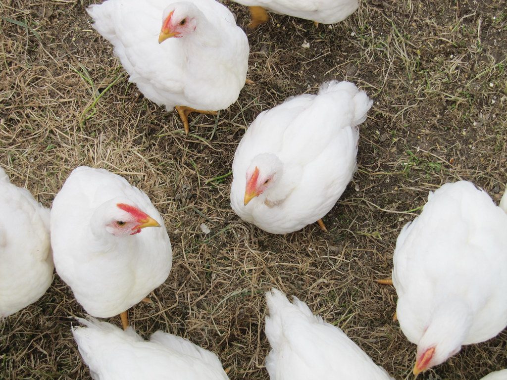 Chlorinated Chicken from Factory Farms (Image Credits: Flickr)