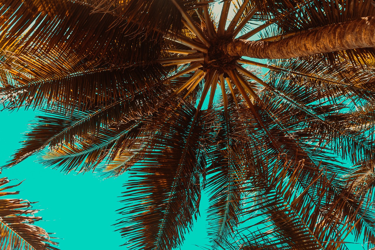 Better Alternatives Are Right Next Door (image credits: pixabay)