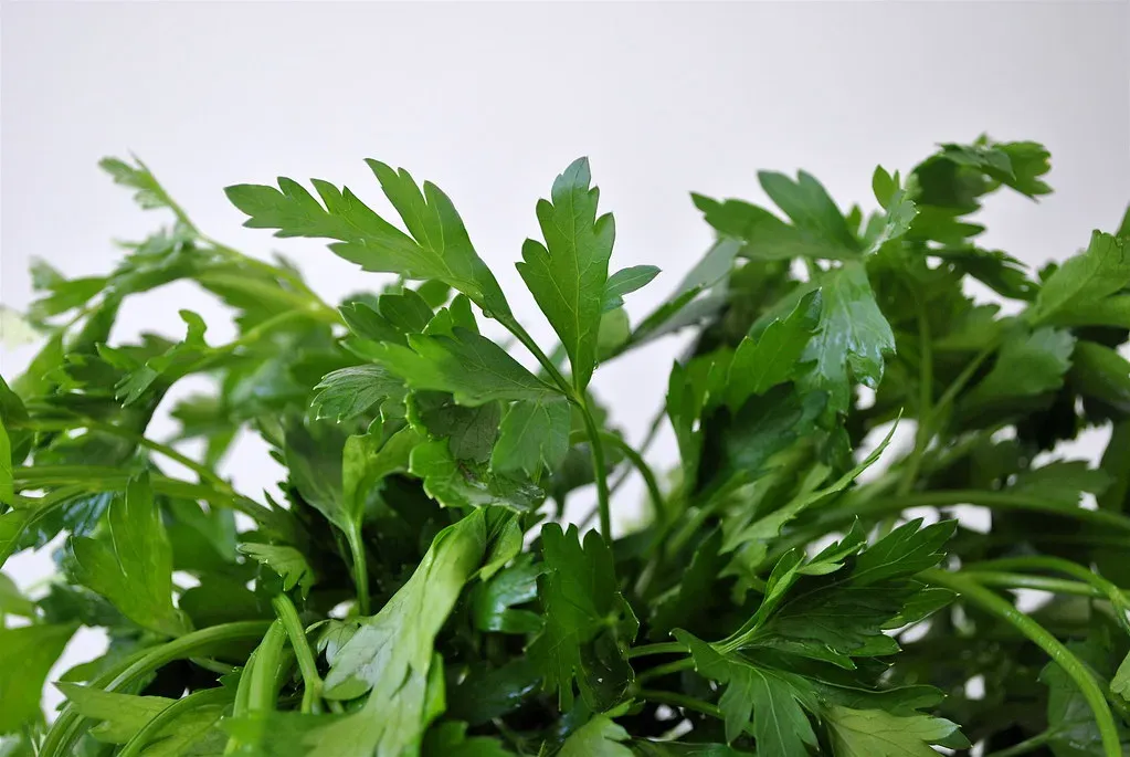 Parsley: The Underrated Money Saver Everyone Overlooks (Image Credits: Flickr)