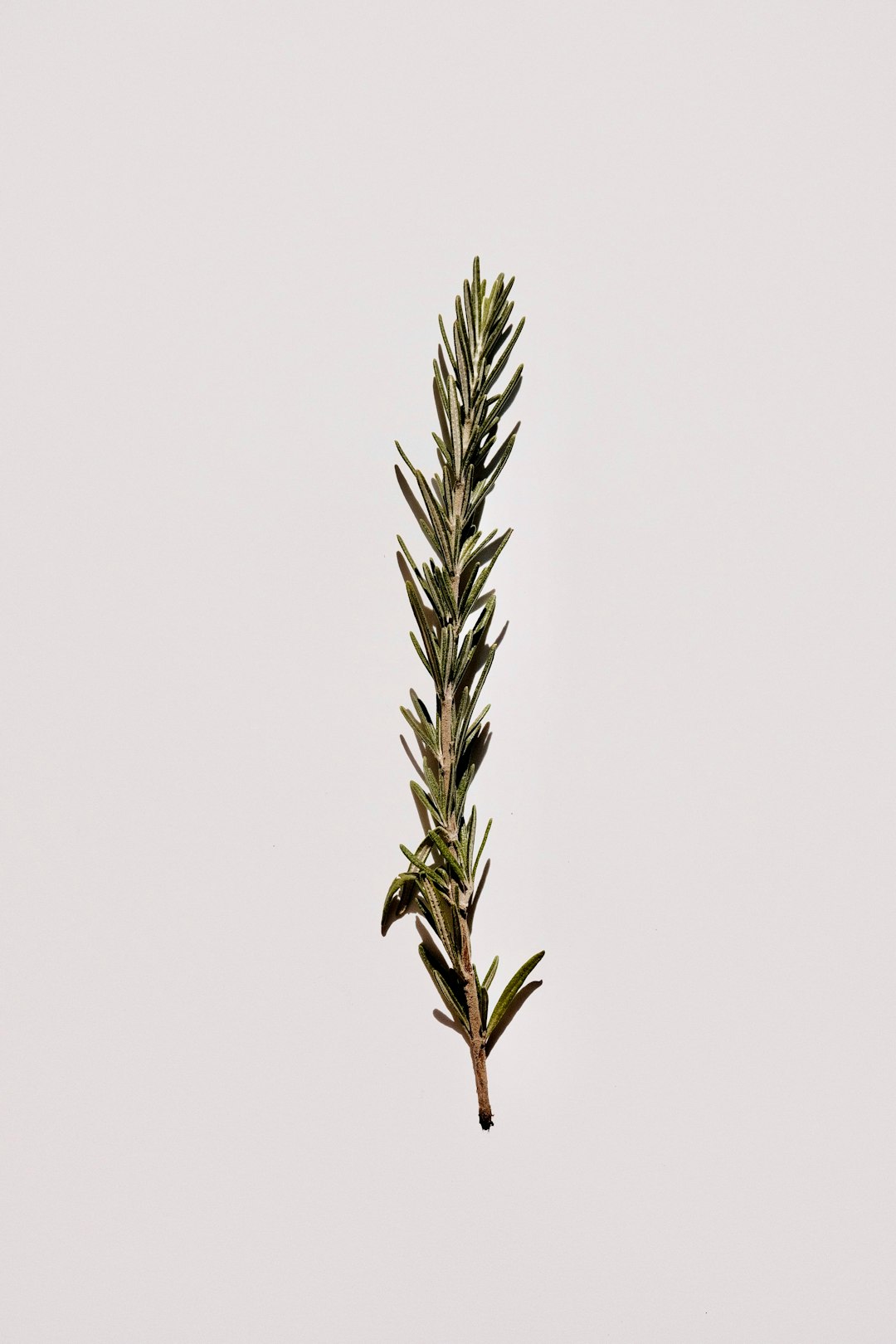 Rosemary: The Salt Replacement Superstar (image credits: unsplash)