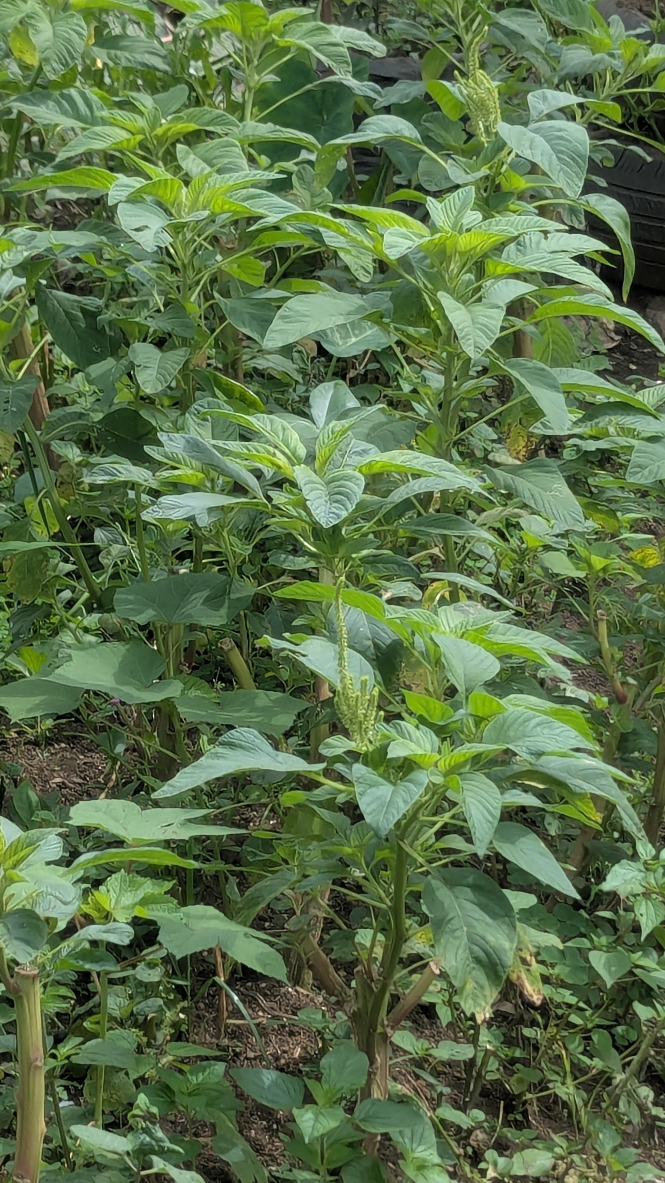 7. Amaranth Leaves: Protein-Rich and Iron-Loaded (image credits: wikimedia)