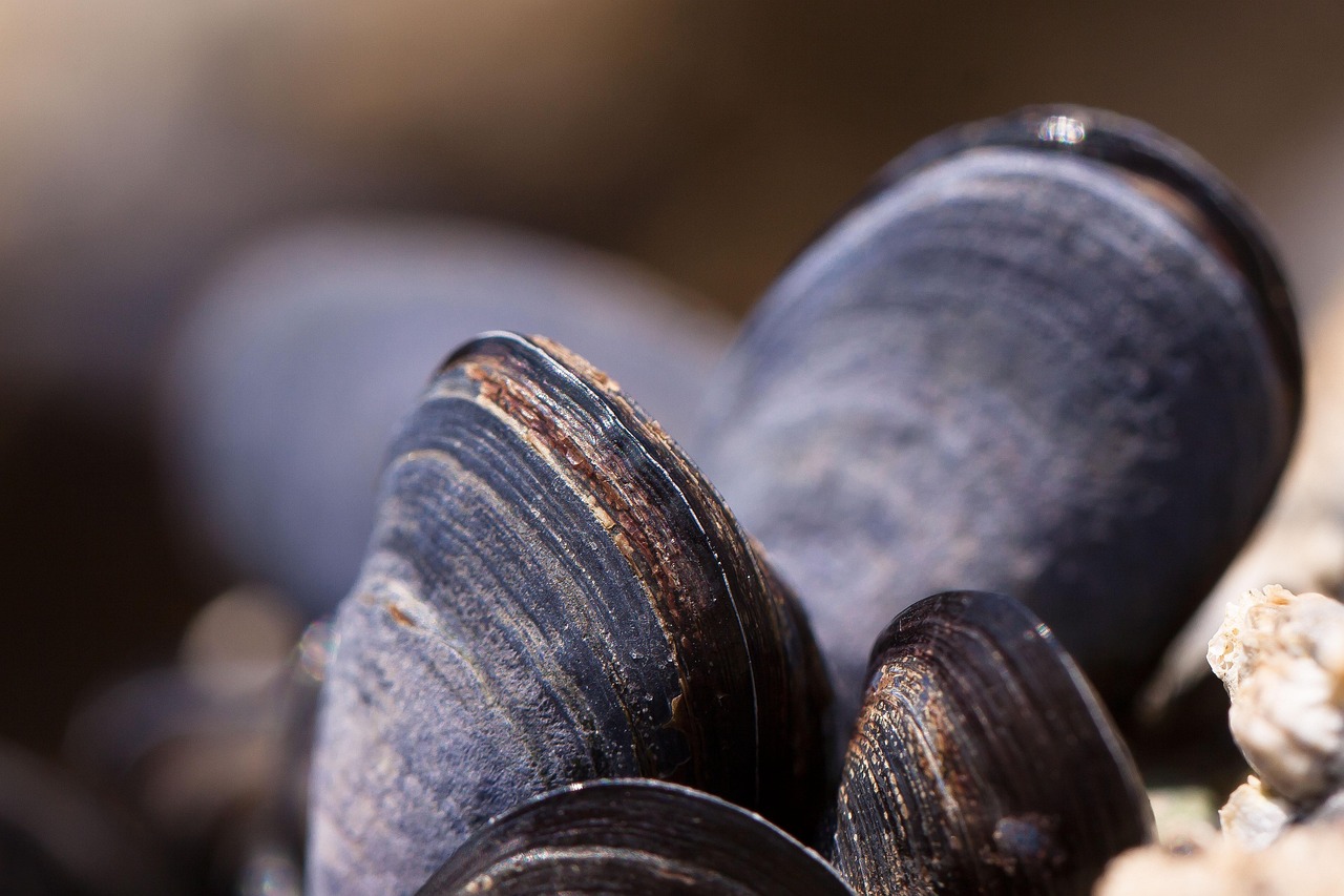 8. Climate-Conscious Seafood (image credits: pixabay)