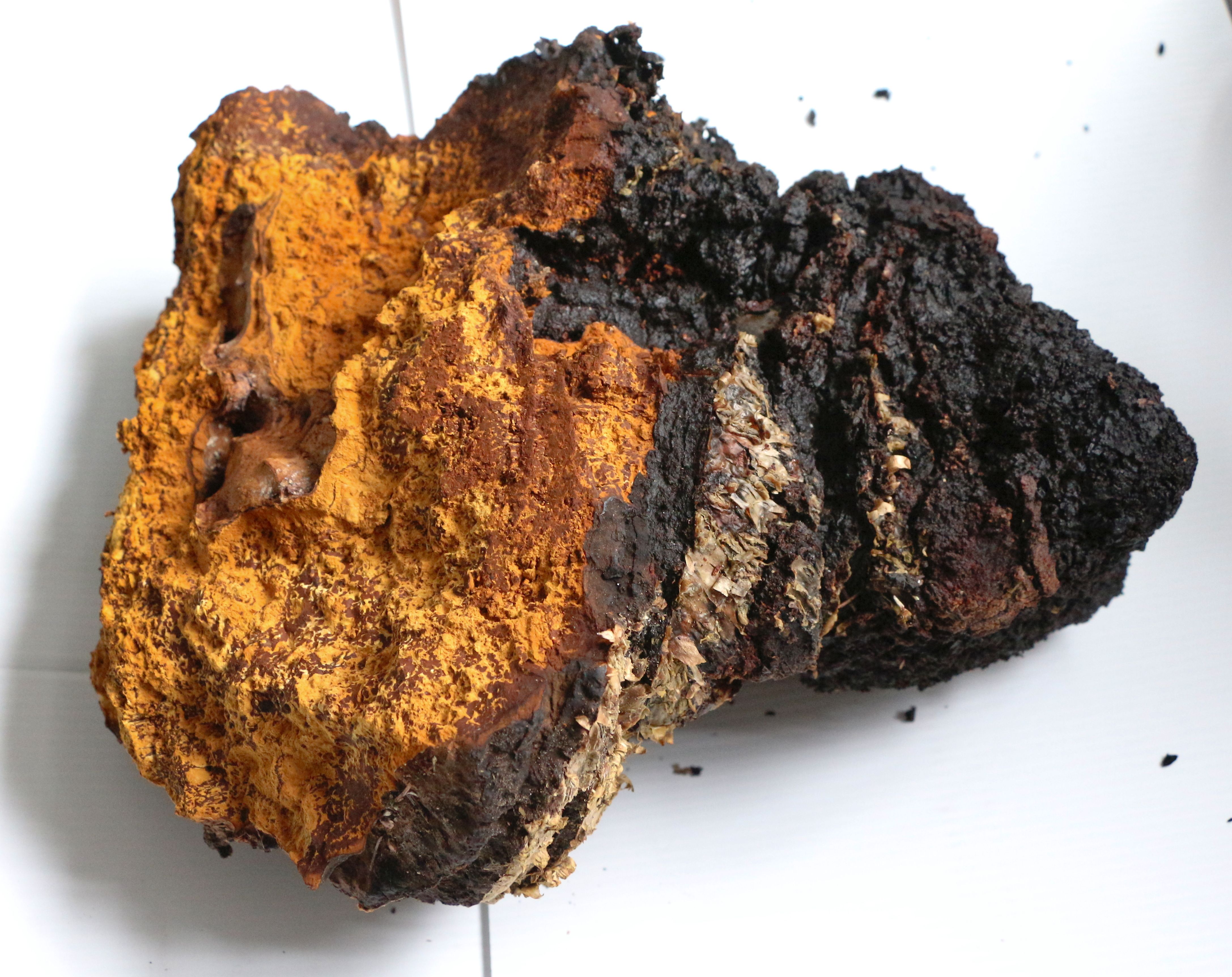 9. Chaga Mushroom: Nature’s Immune-Boosting Wild Fungus (image credits: wikimedia)