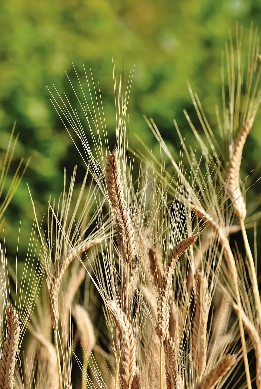 Winter Wheat Moves Into New Territory: The Southeast and Great Lakes Surge (Image Credits: Pixabay)