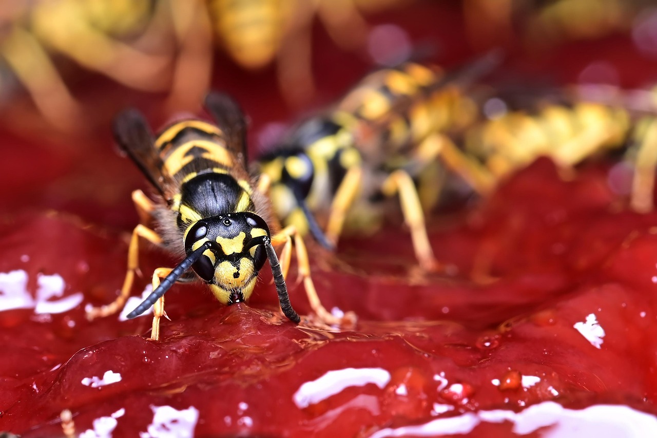 Maple Syrup – The Wasp's Favorite Treat (image credits: pixabay)
