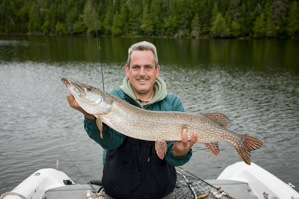 Northern Pike - The Challenging but Rewarding Choice (image credits: flickr)
