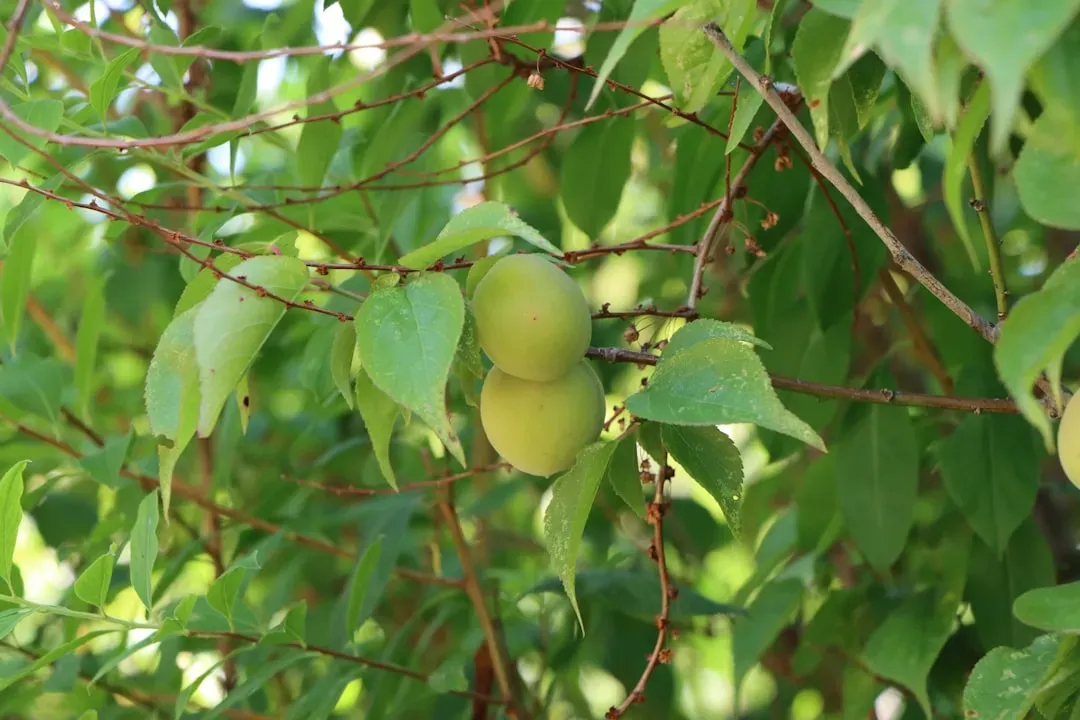 7. Kakadu Plum: The World Record Holder (Image Credits: Unsplash)
